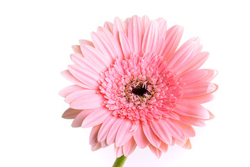 pink gerbera blooming in springtime, beautiful single flower isolated on white background