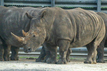 Obraz premium rhinoceros in zoo