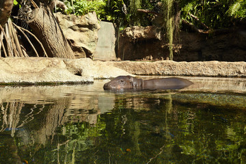 Pygmy Hippopotamus on the river.