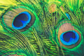 Obraz premium Peacock feather - colorful, bright, light and exotic. Macro photography. Natural beauty of nature. Background.