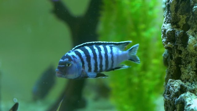 Close-up macro of a striped gray silver fish with black stripes that swims under water, slow motion.