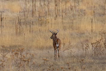 Whitetail Deer Buck in Colorado in Fall