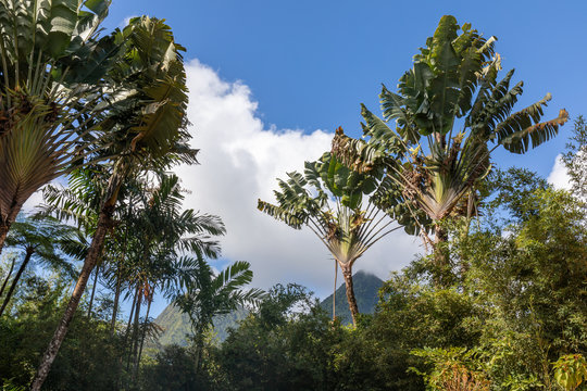 Fort de France, Martinique, FWI - Traveller's palm tree in Balata gardens