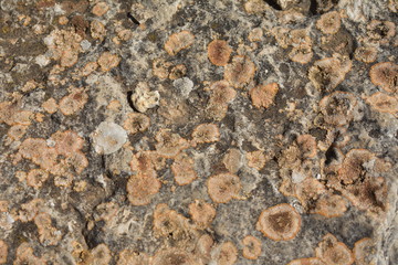 Lichen at Mount Gerizim, West Bank