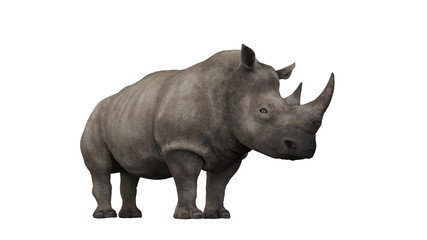 Isolated single rhino left side diagonal view 3d rendering © bekirevren