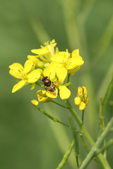 Bee in mustard flower.