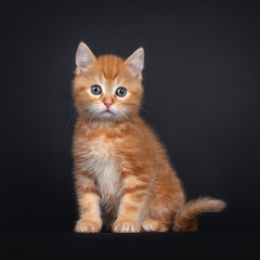 Cute red tabby shorthair cat kitten, sitting facing front. Looking curious to camera with greenish eyes. Isolated on black background.