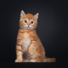 Fototapeta na wymiar Cute red tabby shorthair cat kitten, sitting facing front. Looking playful beside camera with greenish eyes. Isolated on black background.