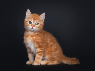 Fototapeta na wymiar Cute red tabby shorthair cat kitten, sitting side ways. Looking towards camera with greenish eyes. Isolated on black background.