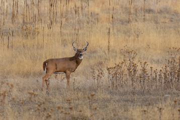 Obraz premium Whitetail Deer Buck in Colorado in Fall