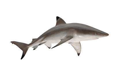 Reef shark isolated on white background cutout ready right side view 3d rendering