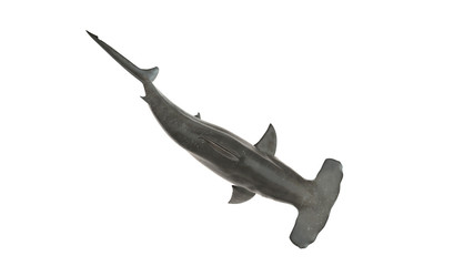 Hammerhead shark isolated on white background cutout ready top view 3d rendering