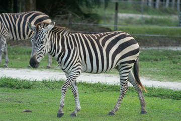 Obraz na płótnie Canvas zebra in zoo