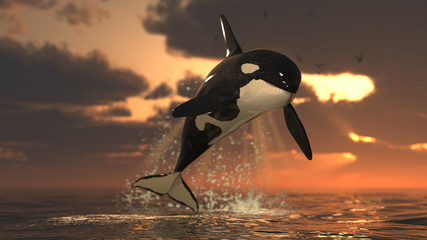 Alone killer whale leaps and jumps out of sea water with great golden colored sky and sun 3d rendering © bekirevren