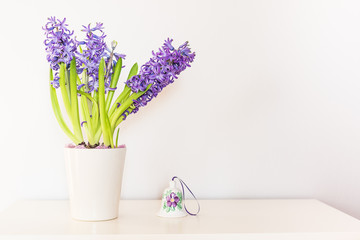 Purple hyacinth, a sign of spring,  flower in a pot on a white background. Holiday gift and wishe