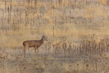 Whitetail Deer Buck in Colorado in Fall