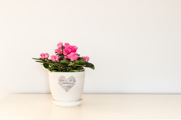 Pink azalea flower blooming in a white pot with a heart for Valentine Day.