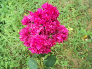 Pink Bougainvillea glabra, have many bloom from Bouquet, the flower with isolated on background a branch a lot.