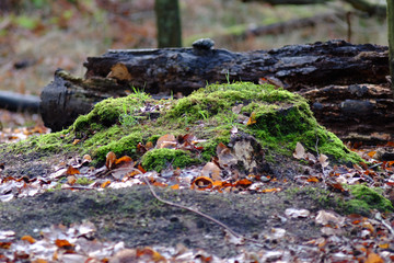 Naturwald mit Altholz als Insektenlebensraum
