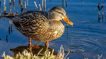 Stockente