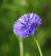 Obraz premium Blue centaurea cyanus