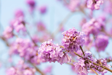 Beautiful Jacaranda obtusifolia flowers blooming in the garden at thailand
