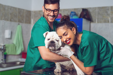 Two veterinary doctors with dog during the examination in veterinary clinic