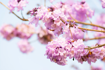 Beautiful Jacaranda obtusifolia flowers blooming in the garden at thailand