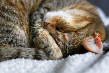 Completely relaxed cat is sleeping on soft blanket