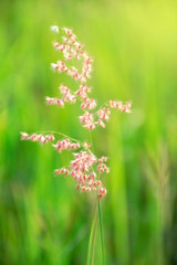 Beautiful grass flowers in the morning light.