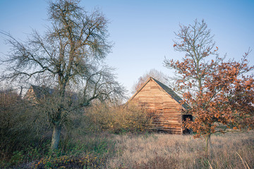 An old, abandoned barn in an old fruit orchard. Autumn. Trees without leaves.