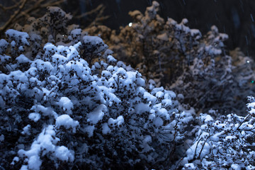 Fototapeta na wymiar Bush in the park, covered with snow at night in the light of a lantern, blurred background, close-up.