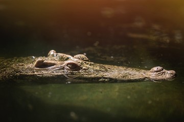 crocodile in the water