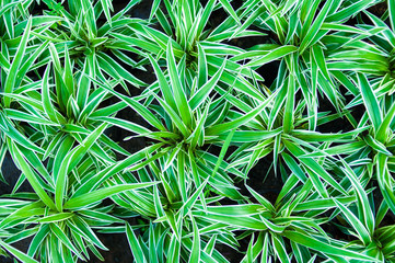 Spider Plant with green and white leaves slender background