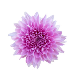 Pink flower chrysanthemum. Garden flower. white isolated background with clipping path.