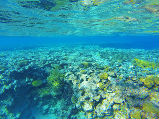 Underwater world with beautiful corals in the red sea egypt