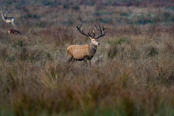 Obraz premium deer in french forest