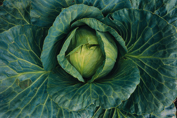Fototapeta premium Top view of the white-headed cabbage