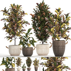 croton in pots on a white background