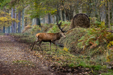 deer in french forest