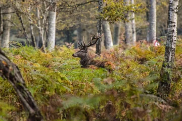 Abwaschbare Fototapete Hirsch Hirsche im französischen Wald