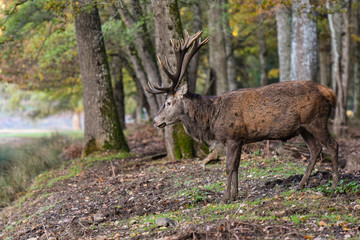 deer in french forest