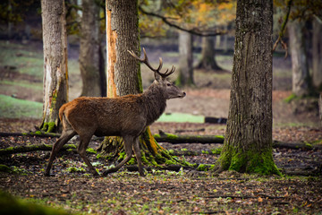 deer in french forest