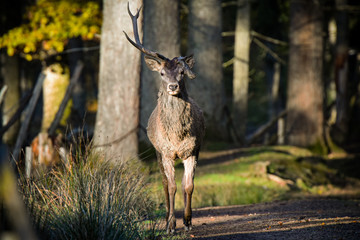 Naklejka na ściany i meble deer in french forest