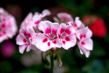 Fototapeta na wymiar Pink Flowers II