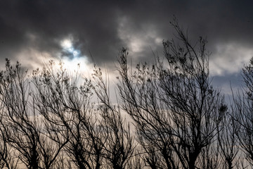 Obraz premium A dramatic winter sky seen behind a row of leafless trees