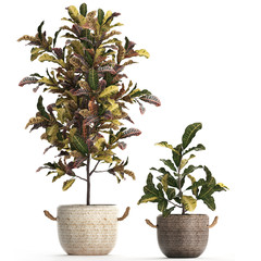 Fototapeta premium croton in pots on a white background