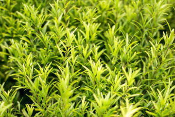Green Leaf III