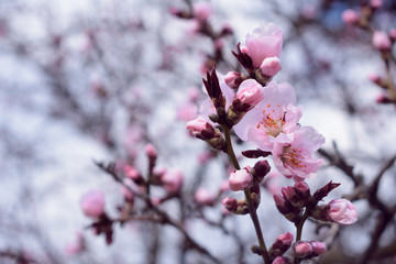 Beautiful blooming flowers in spring