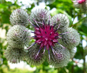 Burdock thorny purple flower, green buds and leaves in herbal garden. Blooming medicinal plant burdock (Arctium lappa, greater burdock, edible burdock, beggar's buttons, thorny burr, happy major). 